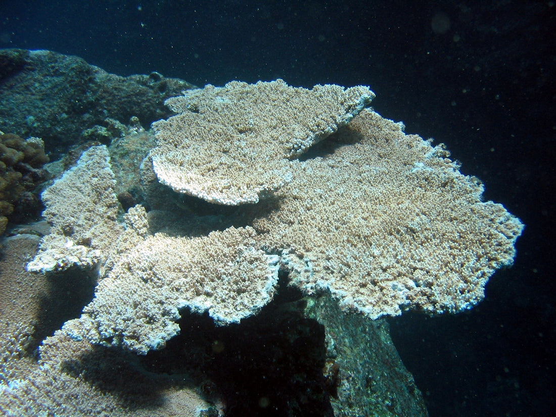 Acropora cytherea table coral in the Northwestern Hawaiian Islands, photographed by Dr. Dwayne Meadows, NOAA