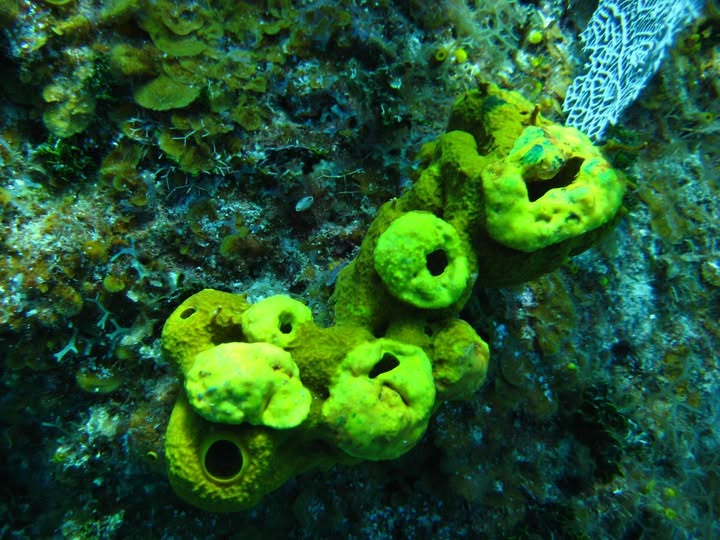 Bright yellow reef sponge with oscula openings and bryozoan colony, photo credit NOAA Photo Library