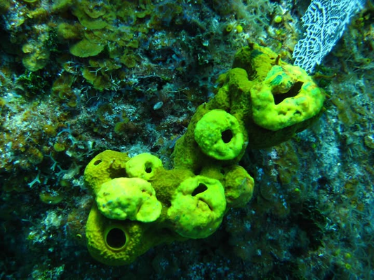Bright yellow reef sponge with oscula openings and bryozoan colony, photo credit NOAA Photo Library