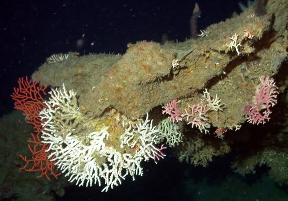 Deep sea non-photosynthetic corals in the ocean