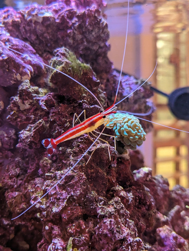 Skunk Cleaner Shrimp (Lysmata amboinensis) | Reef-Safe Cleaner Shrimp