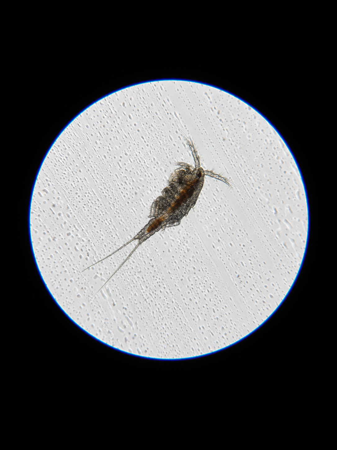 Apocyclops panamensis copepod under a microscope