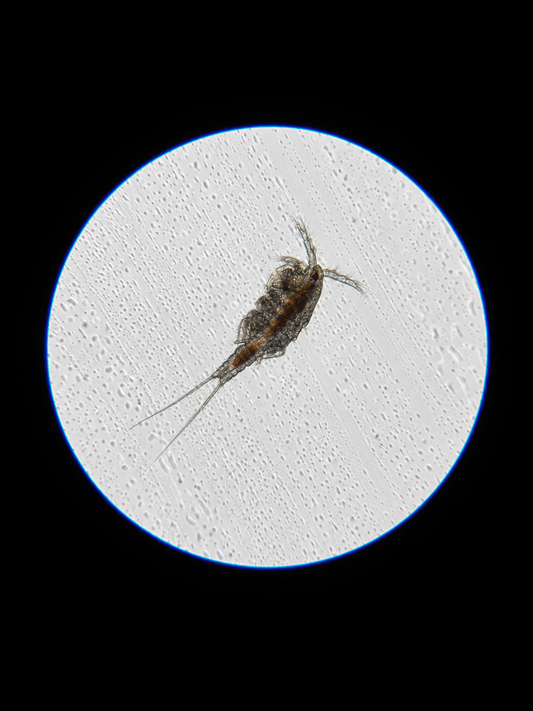 Apocyclops panamensis copepod under a microscope