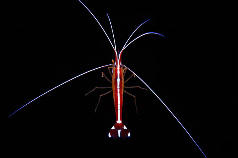 Skunk Cleaner Shrimp (Lysmata amboinensis) | Reef-Safe Cleaner Shrimp