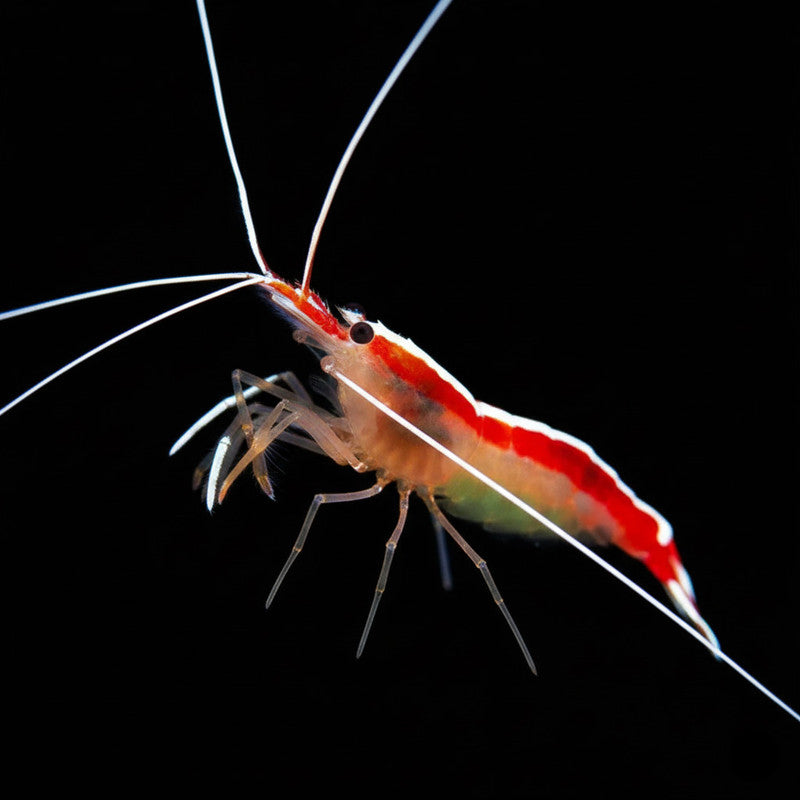 Skunk Cleaner Shrimp (Lysmata amboinensis) | Reef-Safe Cleaner Shrimp