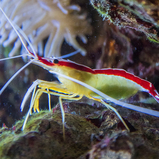 Skunk Cleaner Shrimp (Lysmata amboinensis) | Reef-Safe Cleaner Shrimp