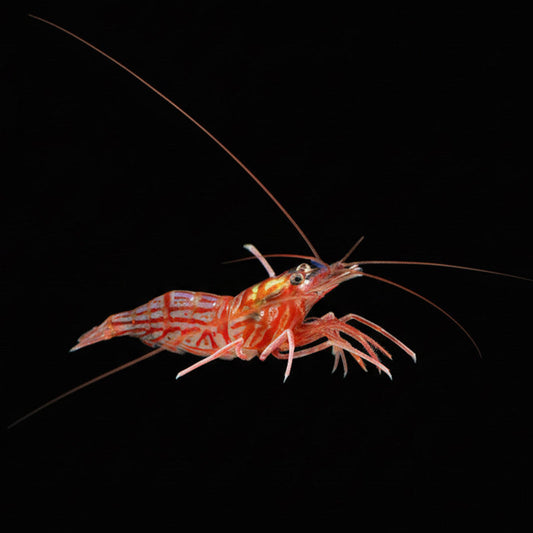 XL Wild-Caught Peppermint Shrimp (Lysmata boggessi) | Reef-Safe Aiptasia Control