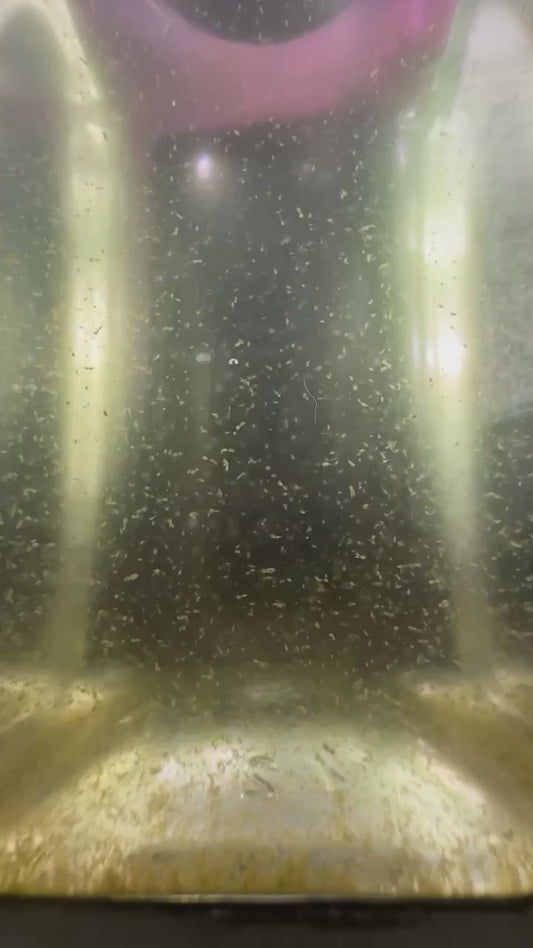 Tigriopus californicus (Tig Pods) – Live Copepods