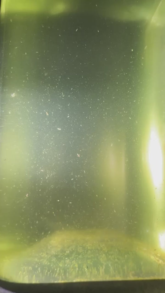 Apocyclops Panamensis Copepods