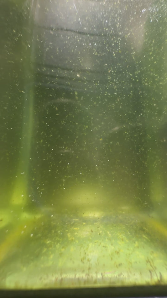 3 Pod Power Pack – Live Copepods (Tig, Apocyclops & Tisbe Mix)