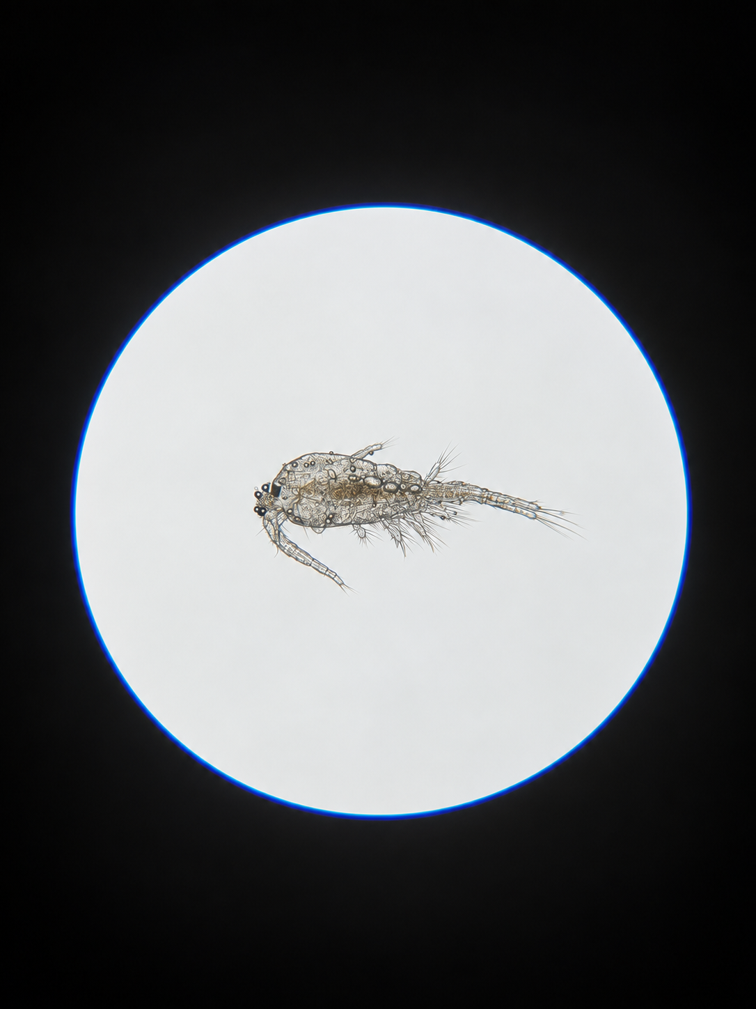 Tisbe biminiensis copepod under a microscope