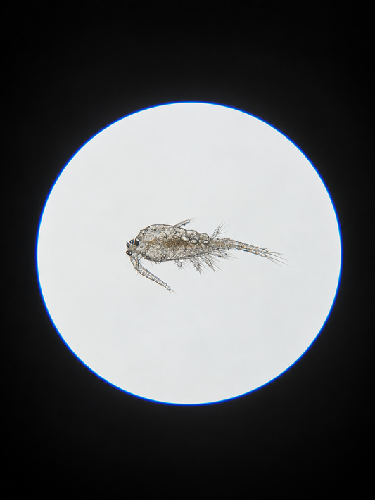 Tisbe biminiensis copepod under a microscope