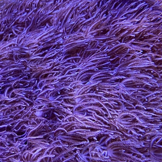 Blue Xenia Coral – Small – Live Soft Coral